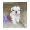 cute-female-English-bulldog-puppy