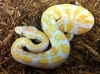 albino-and-piebald-ball-pythons-for-adoptions