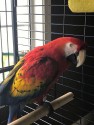 Beautiful-Well-Mannered-Scarlet-Macaw